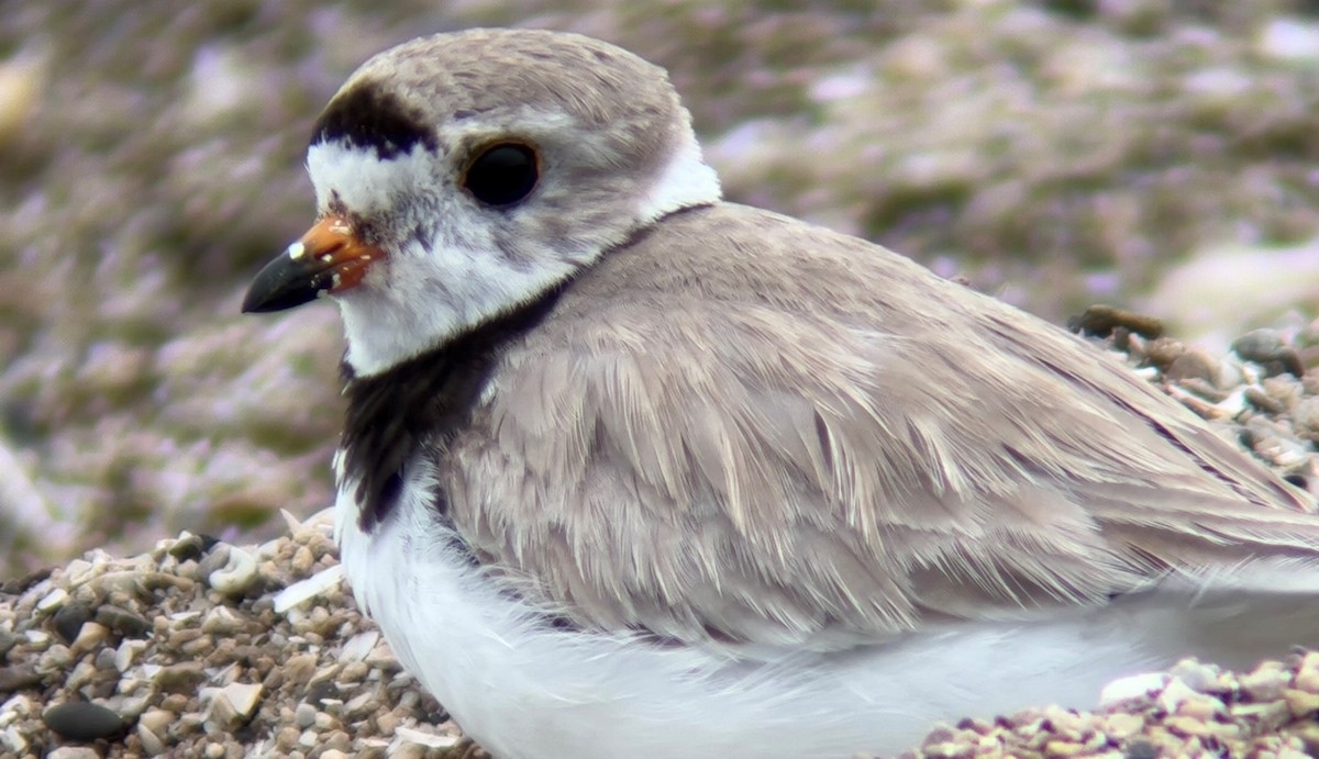 Piping Plover - ML600196021