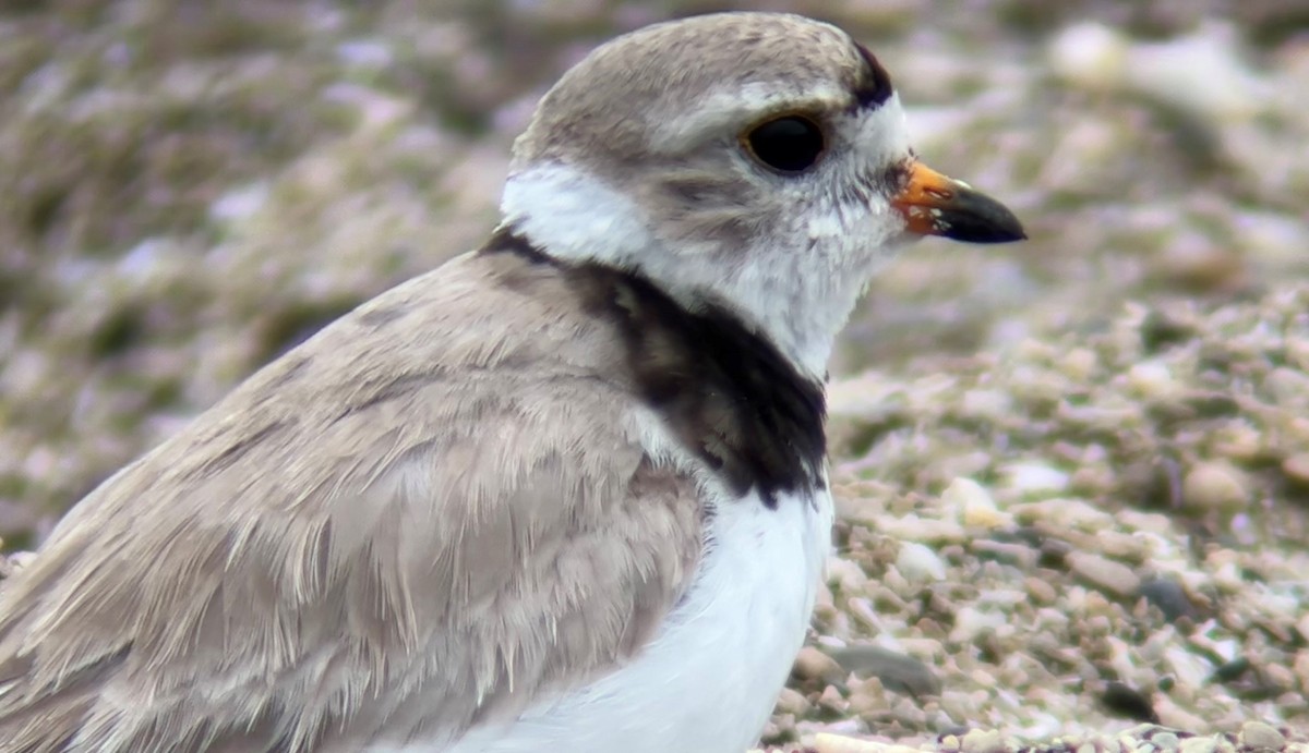 Piping Plover - ML600196031