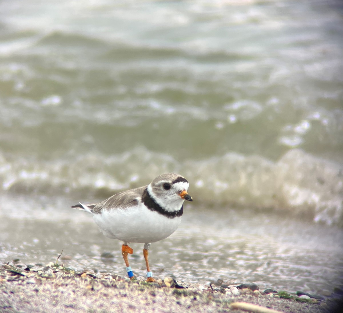 Piping Plover - ML600196051