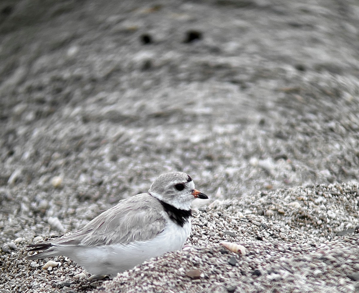 Piping Plover - ML600196061