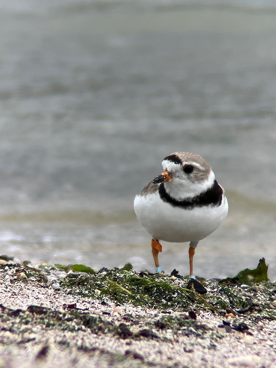 Piping Plover - ML600196071