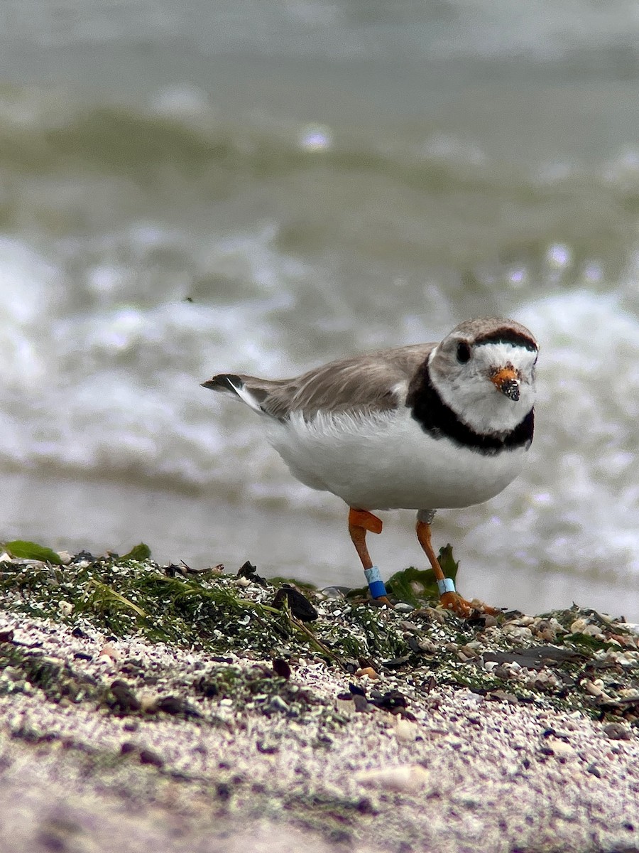 Piping Plover - ML600196081