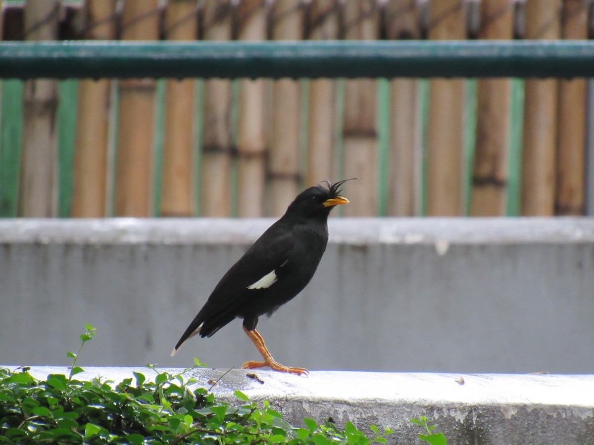 Great Myna - ML60019631