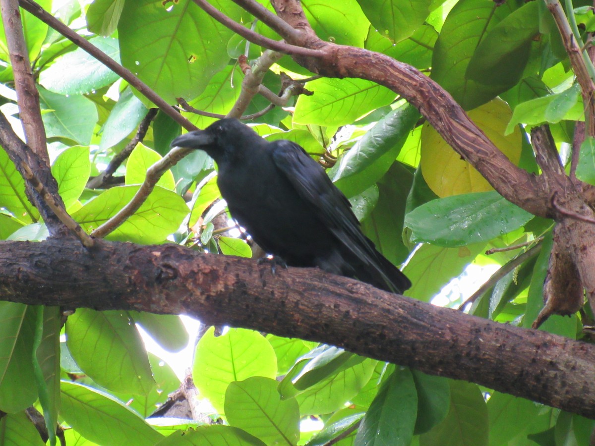 Large-billed Crow - ML60019661