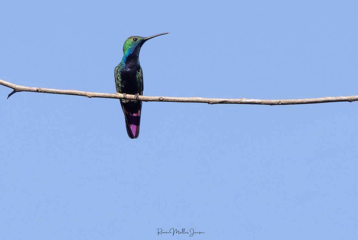 Black-throated Mango - ML600196711