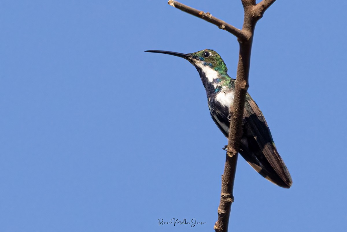 Black-throated Mango - ML600196721