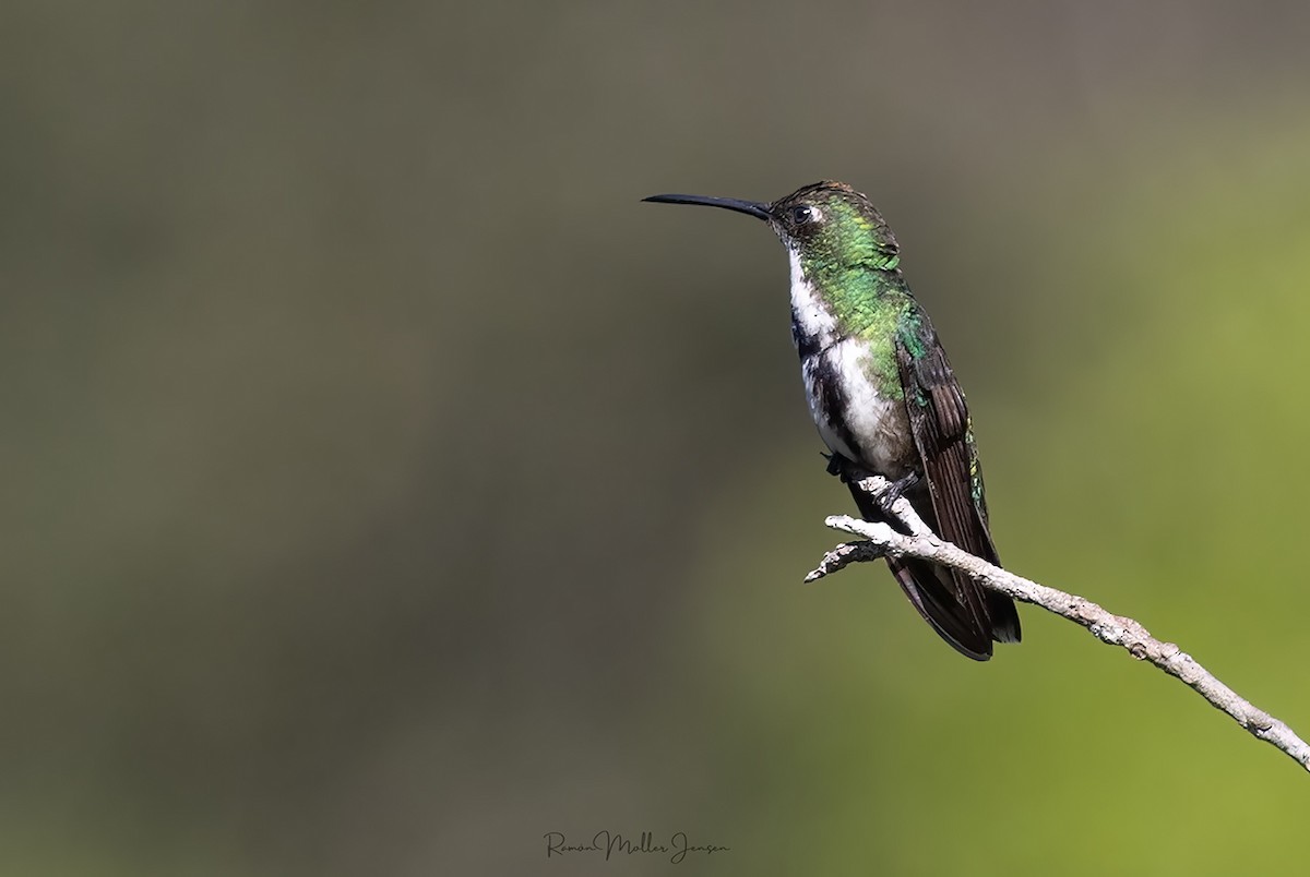 Black-throated Mango - ML600196731