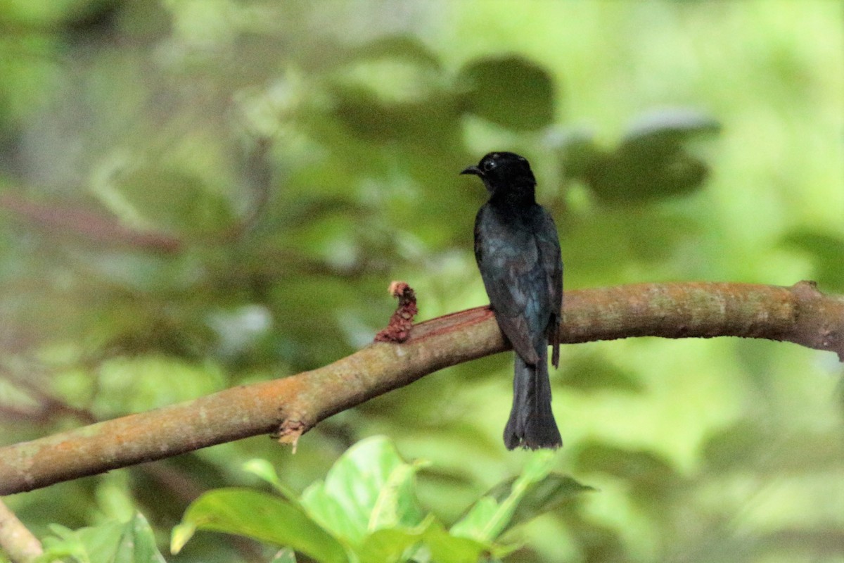 Asya Drongo Guguğu - ML60019781