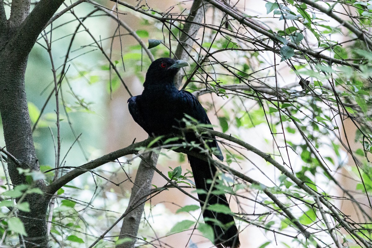 Asian Koel - ML600198081