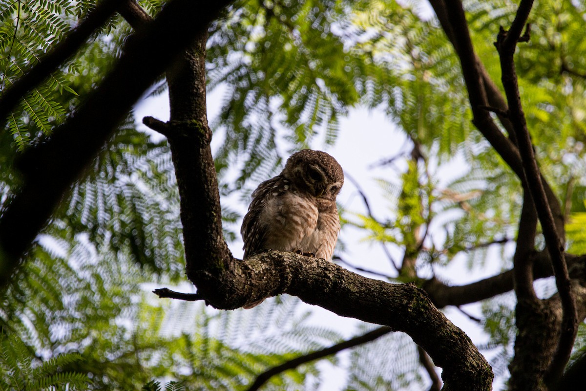 Spotted Owlet - ML600198241