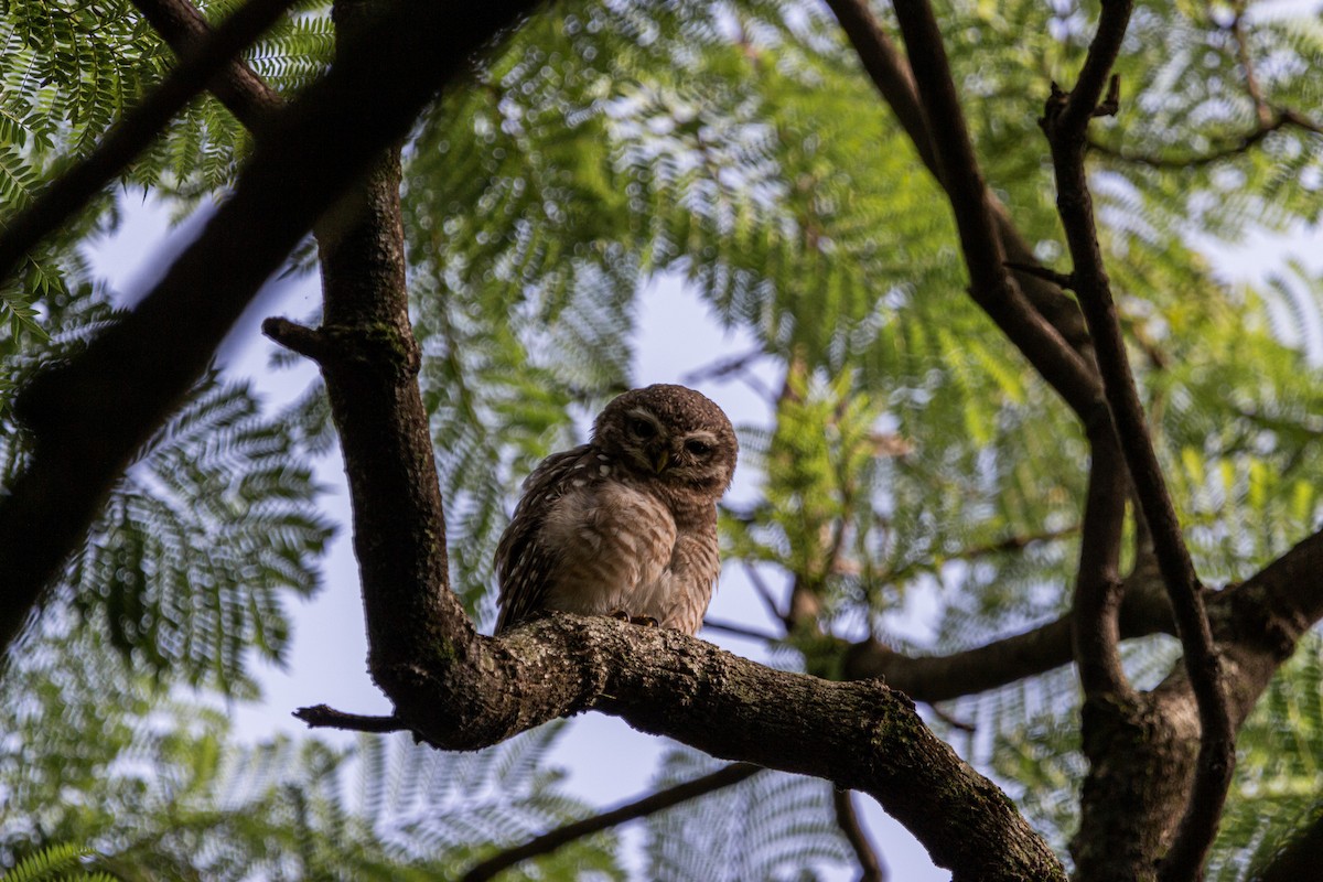 Spotted Owlet - ML600198251