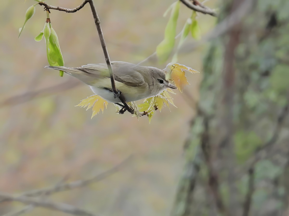 Ötücü Vireo - ML600199161