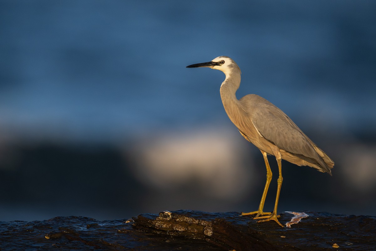 White-faced Heron - ML600199611