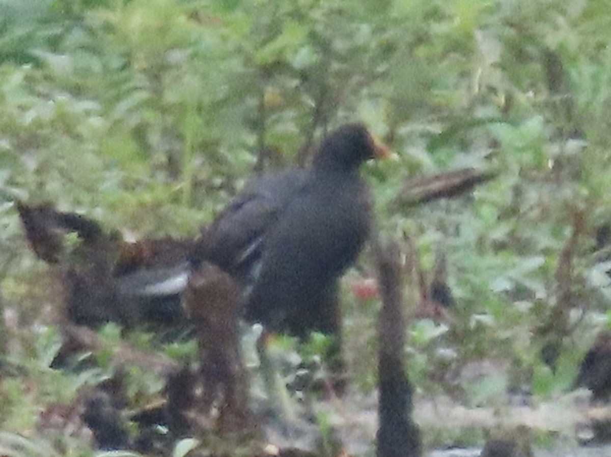 Common Gallinule - ML600199631