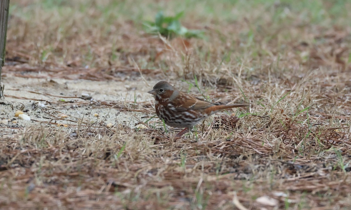 Fox Sparrow - ML600200191