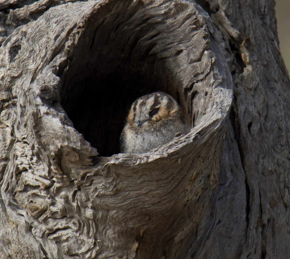 Australian Owlet-nightjar - ML600200331