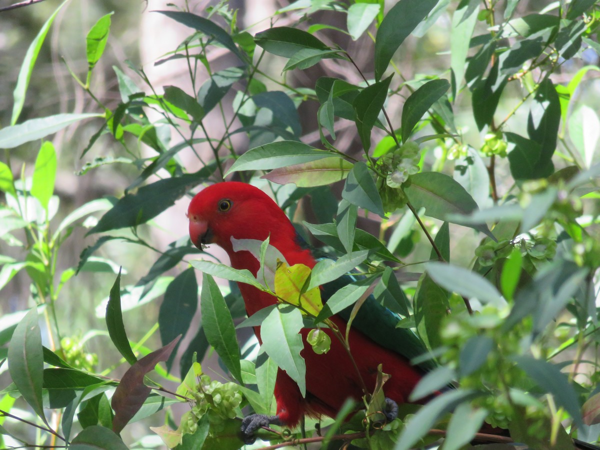 Australian King-Parrot - ML600201031