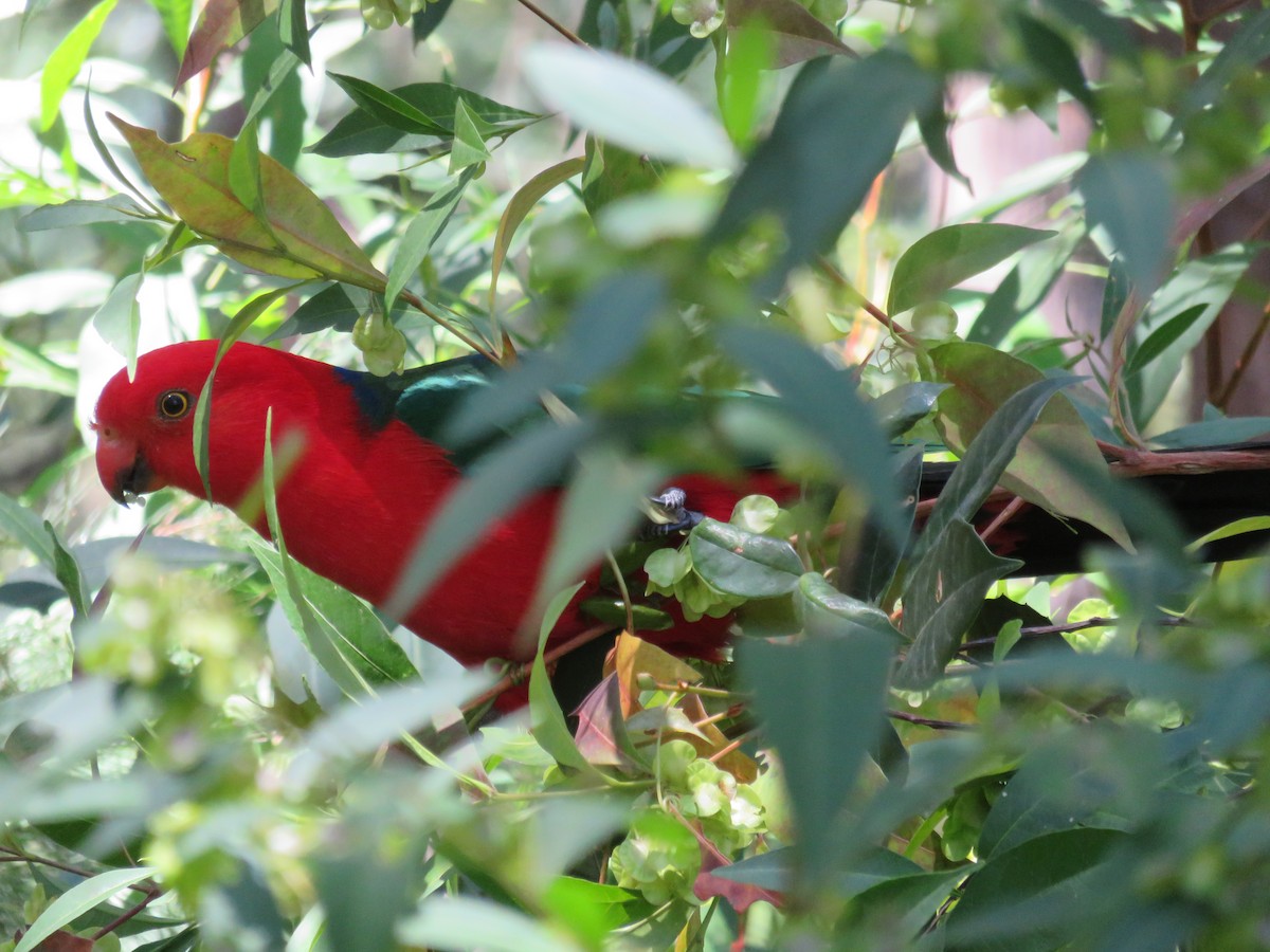 Australian King-Parrot - ML600201041