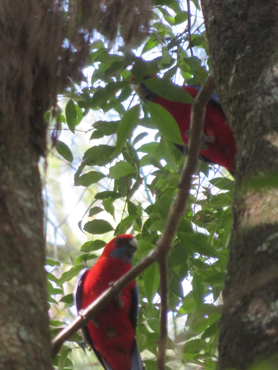 Crimson Rosella - ML600201091