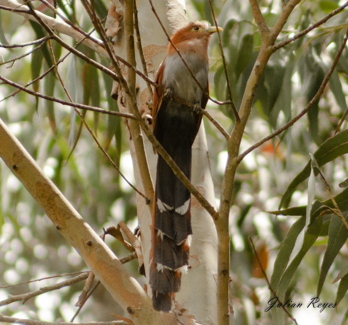 Squirrel Cuckoo - Julian Reyes