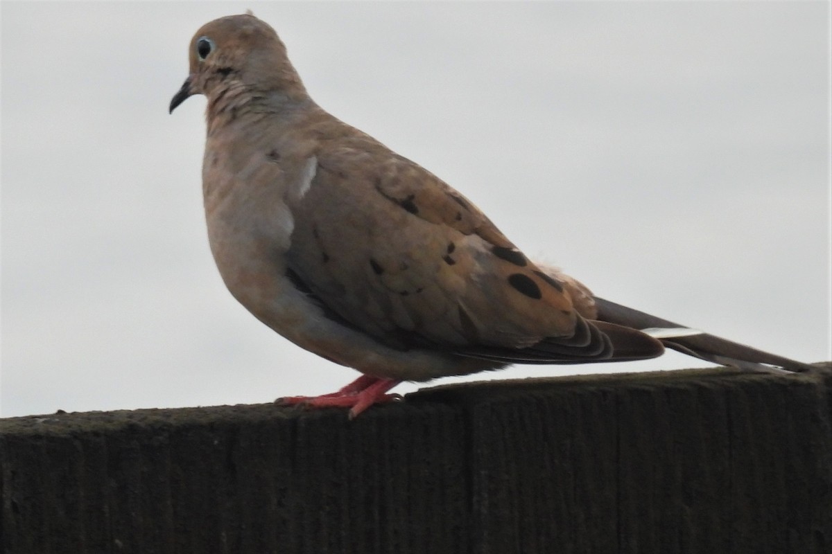 Mourning Dove - ML600201541