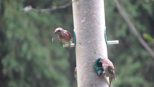 Purple Finch - ML600201851