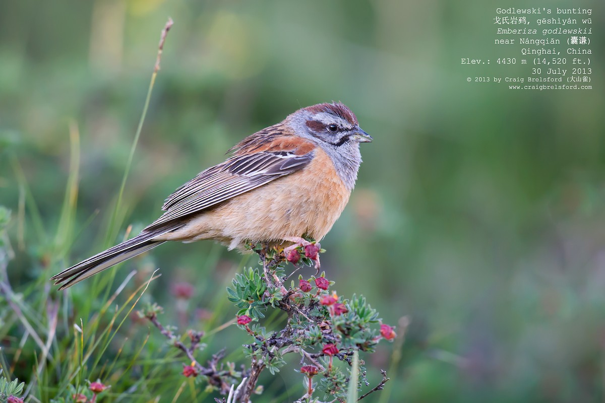 Godlewski's Bunting - Craig Brelsford