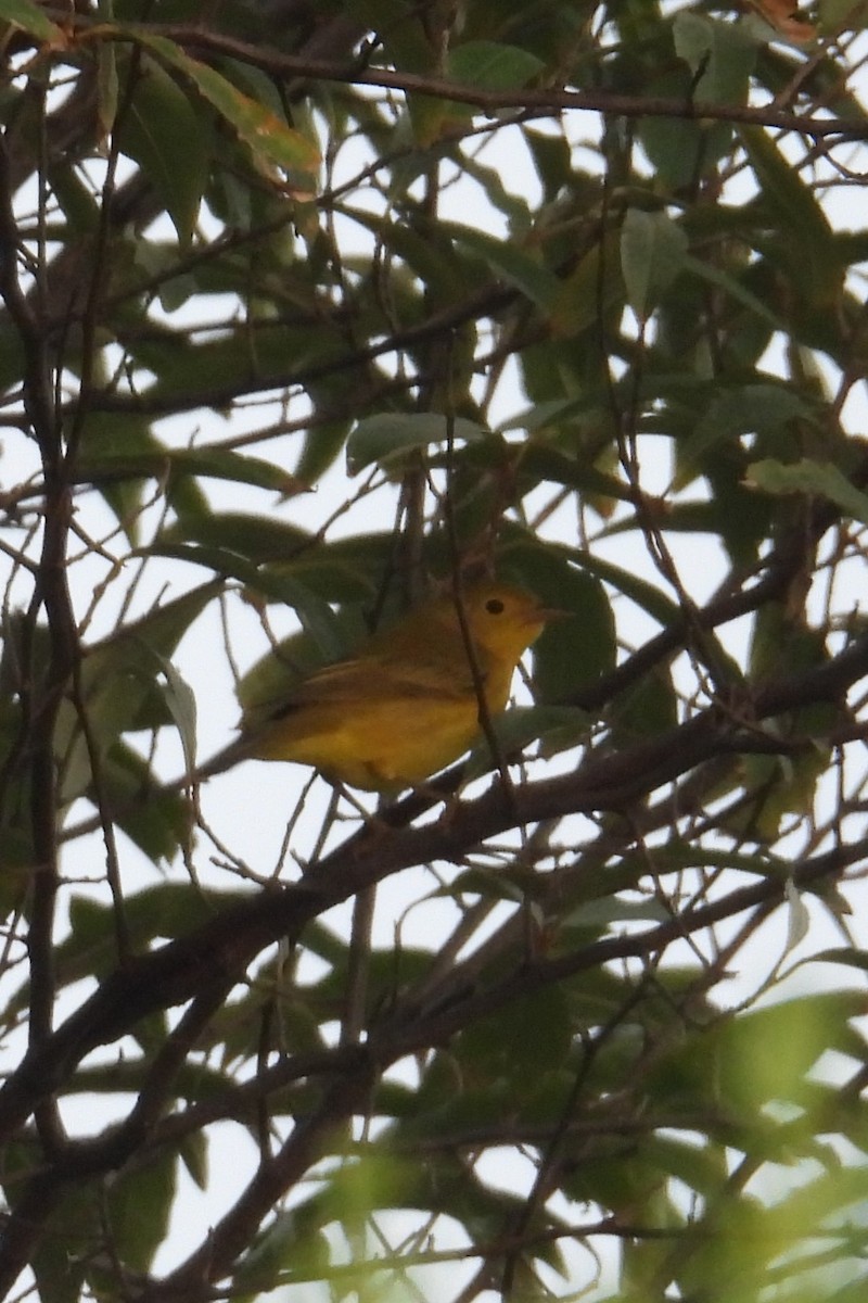 Yellow Warbler - Larry Gaugler