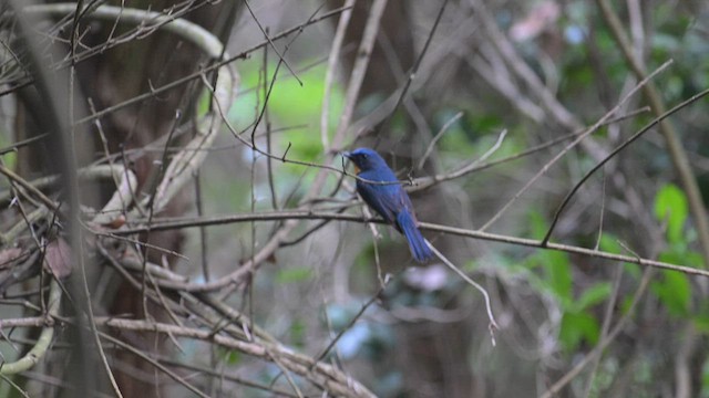 Chinese Blue Flycatcher - ML600202421