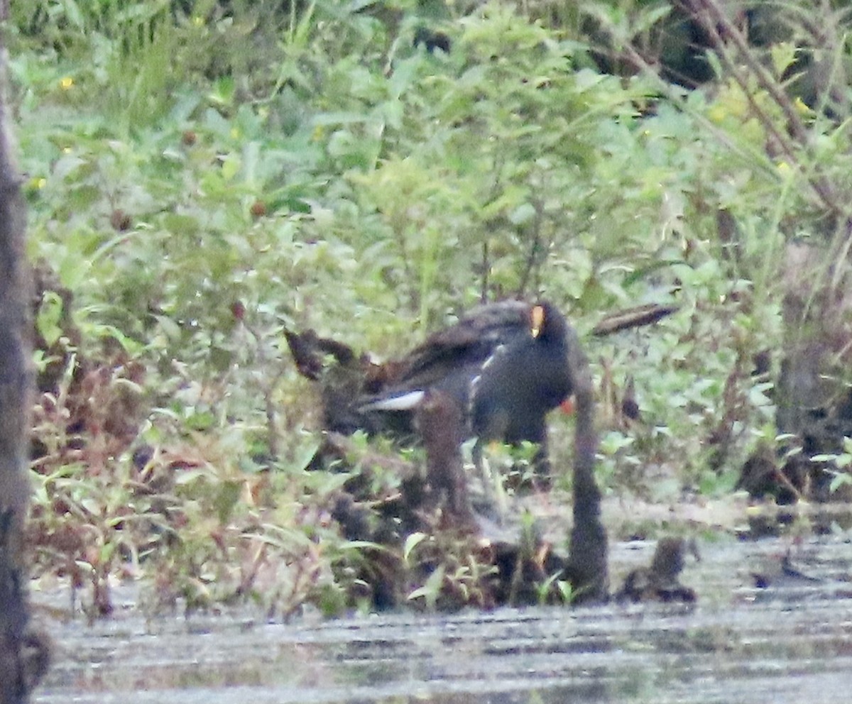 Common Gallinule - ML600203361