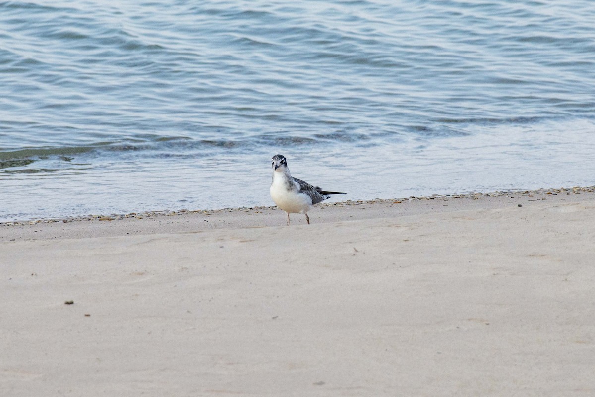 Franklin's Gull - ML600203731