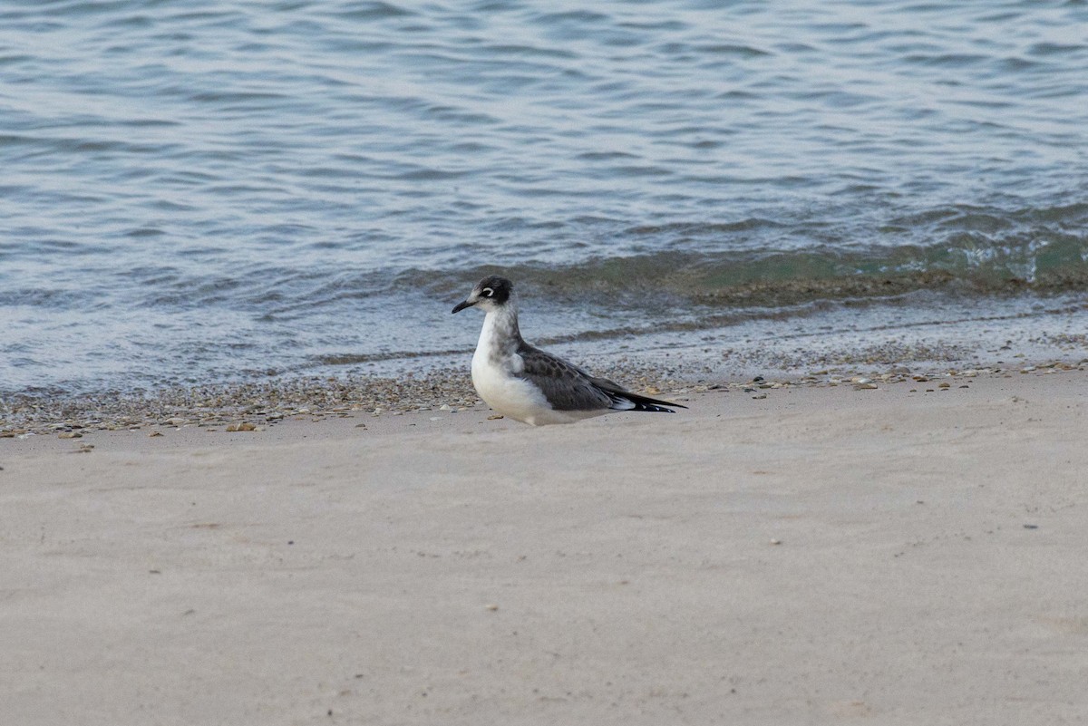 Franklin's Gull - Tim Lamey