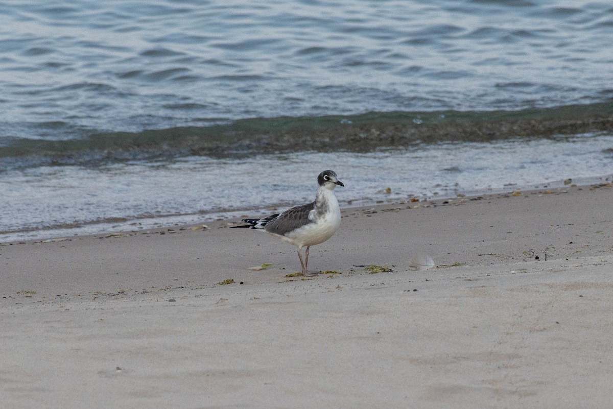 Franklin's Gull - ML600203751