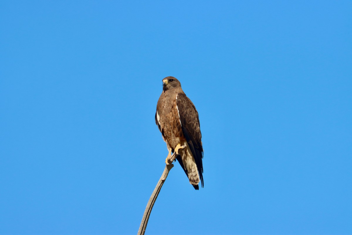 Swainson's Hawk - ML600203951