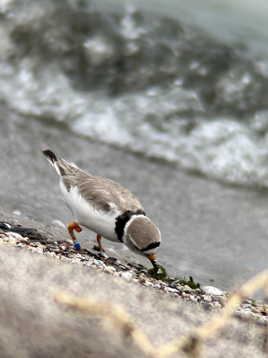 Piping Plover - ML600204971