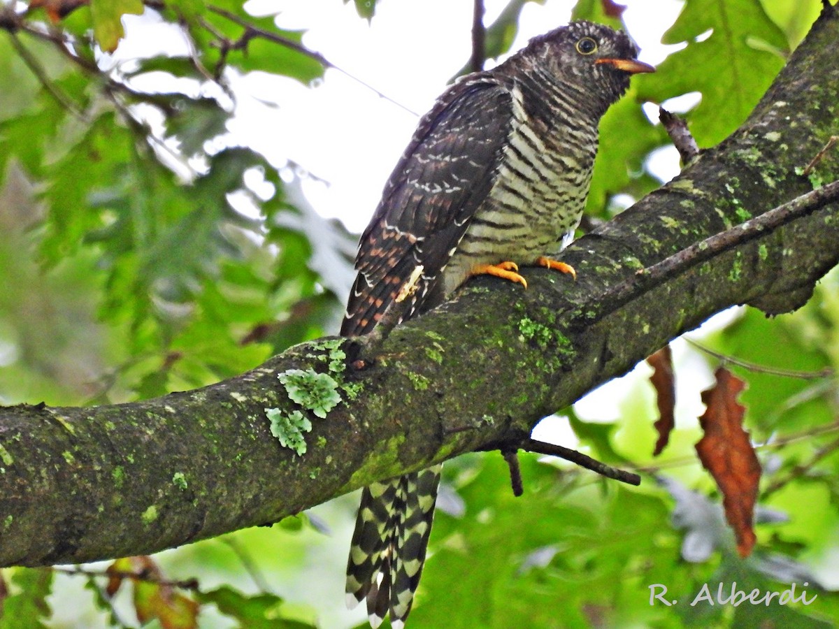 Common Cuckoo - ML600206591