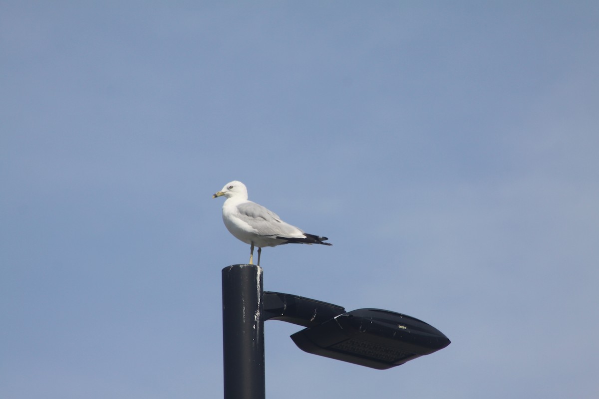 Ring-billed Gull - ML600207481