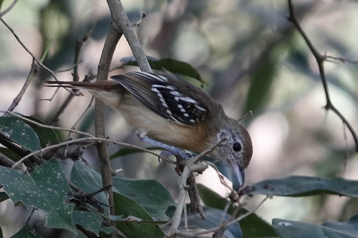 Planalto Slaty-Antshrike - Simon Pearce