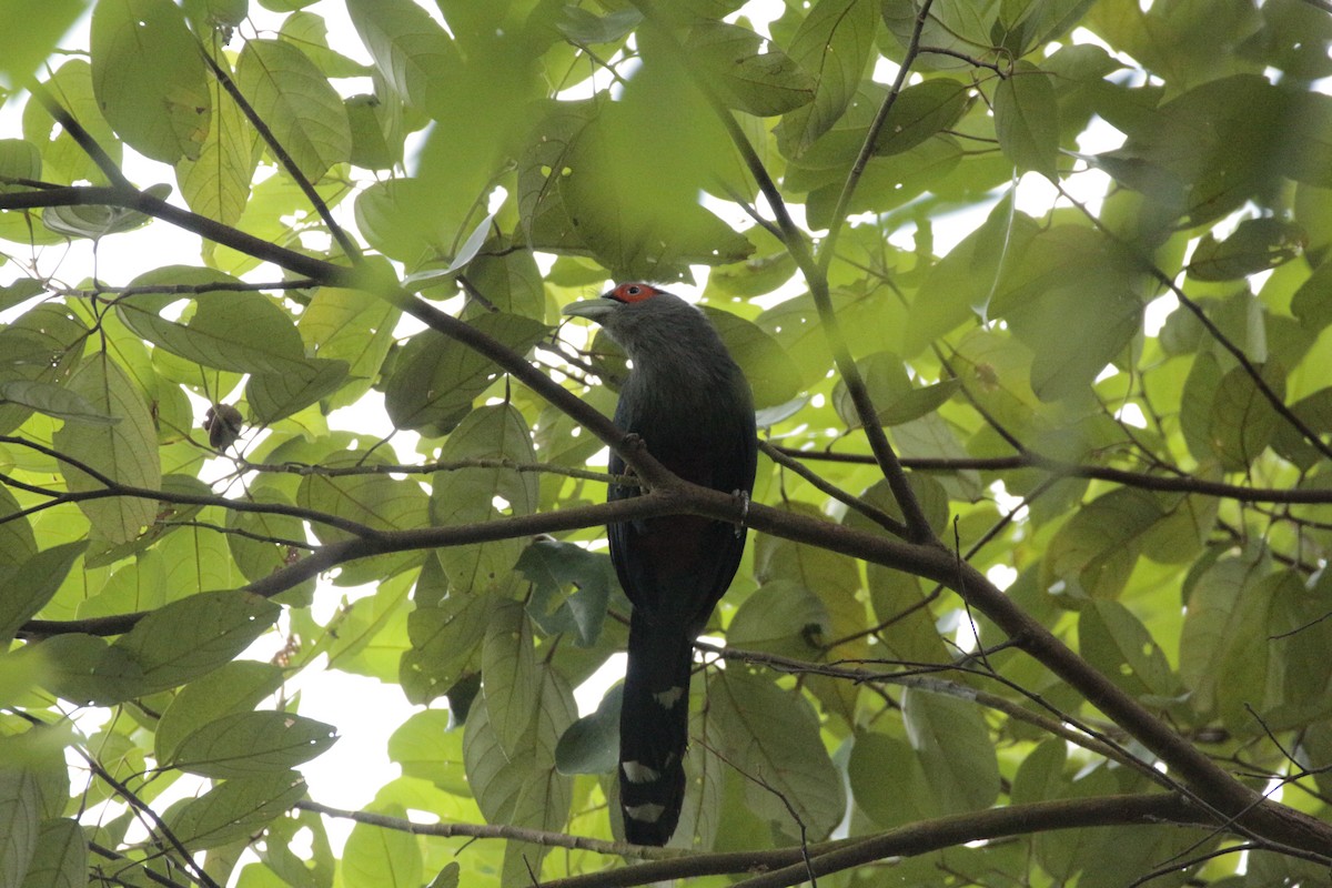 Chestnut-bellied Malkoha - Fadzrun A.