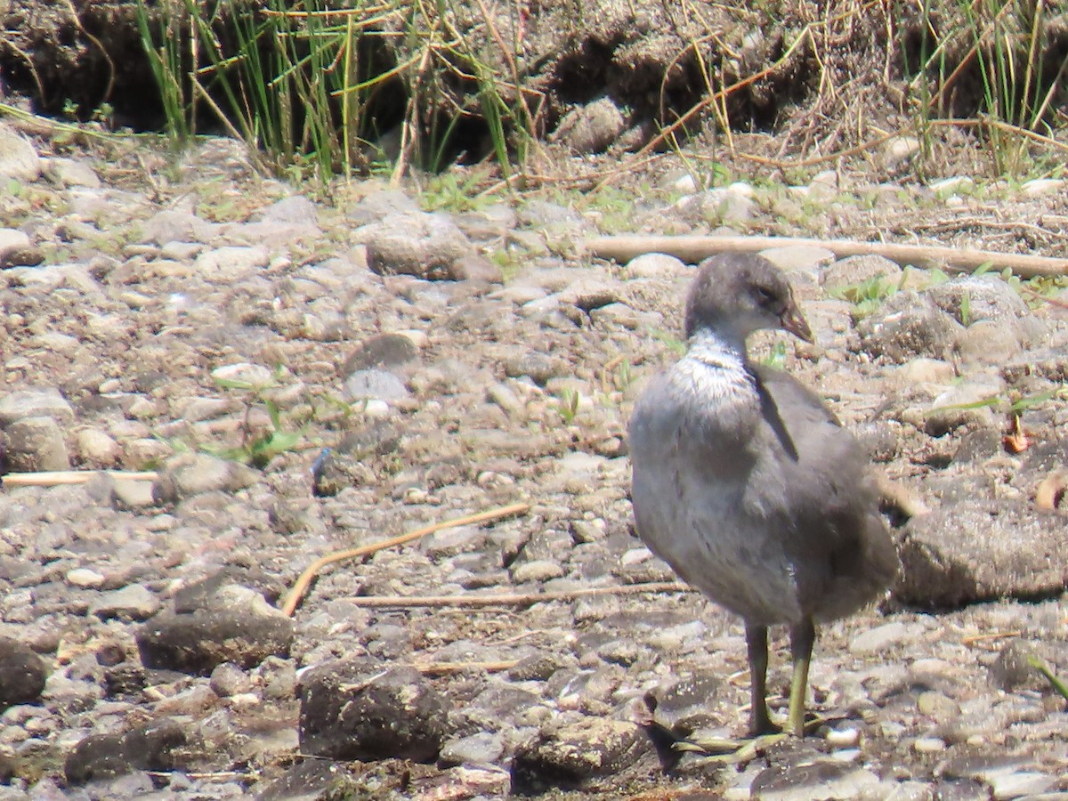 American Coot - ML600209801