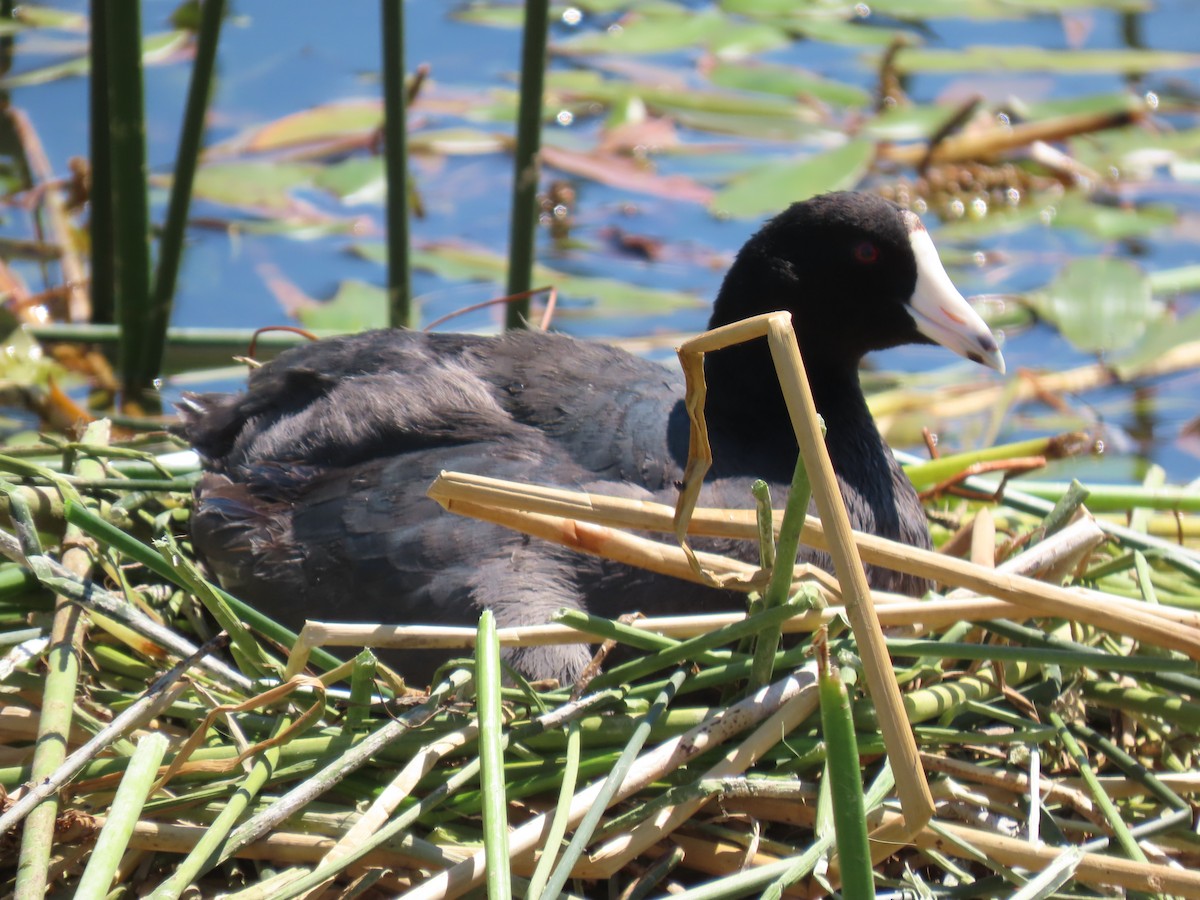 American Coot - ML600210121