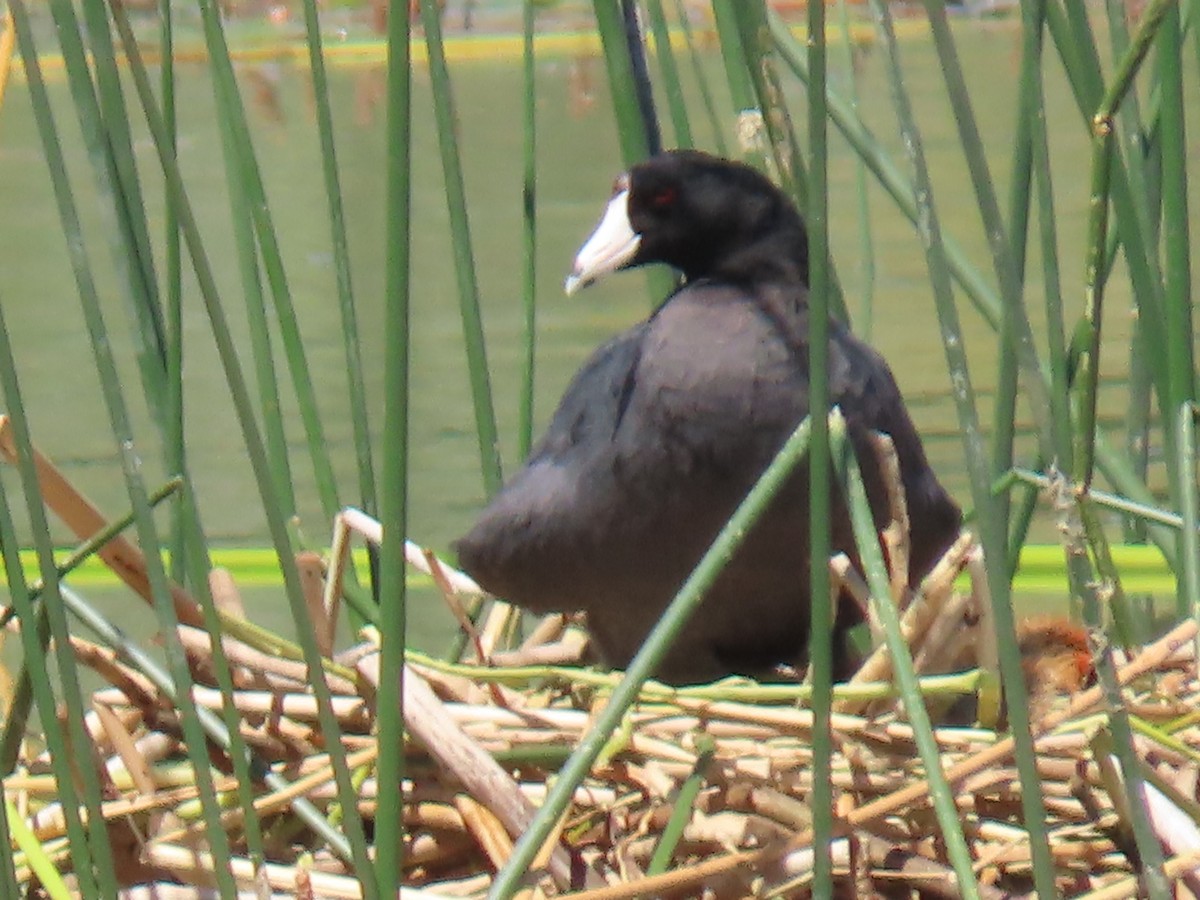 American Coot - ML600210201