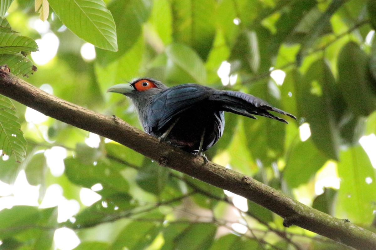 Chestnut-bellied Malkoha - ML60021051