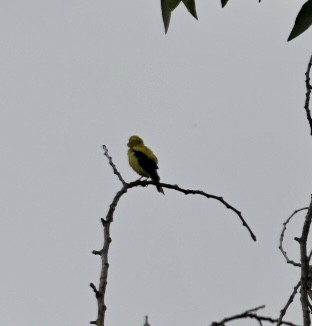 American Goldfinch - ML600210771