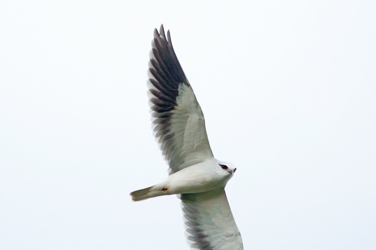 Black-winged Kite - Wendy Chao
