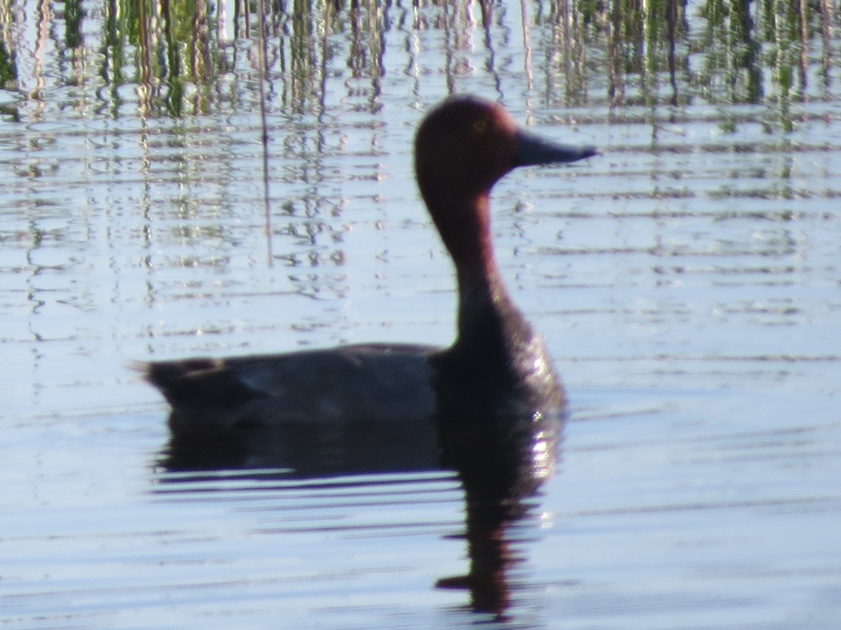 Redhead - Ethan Maynard