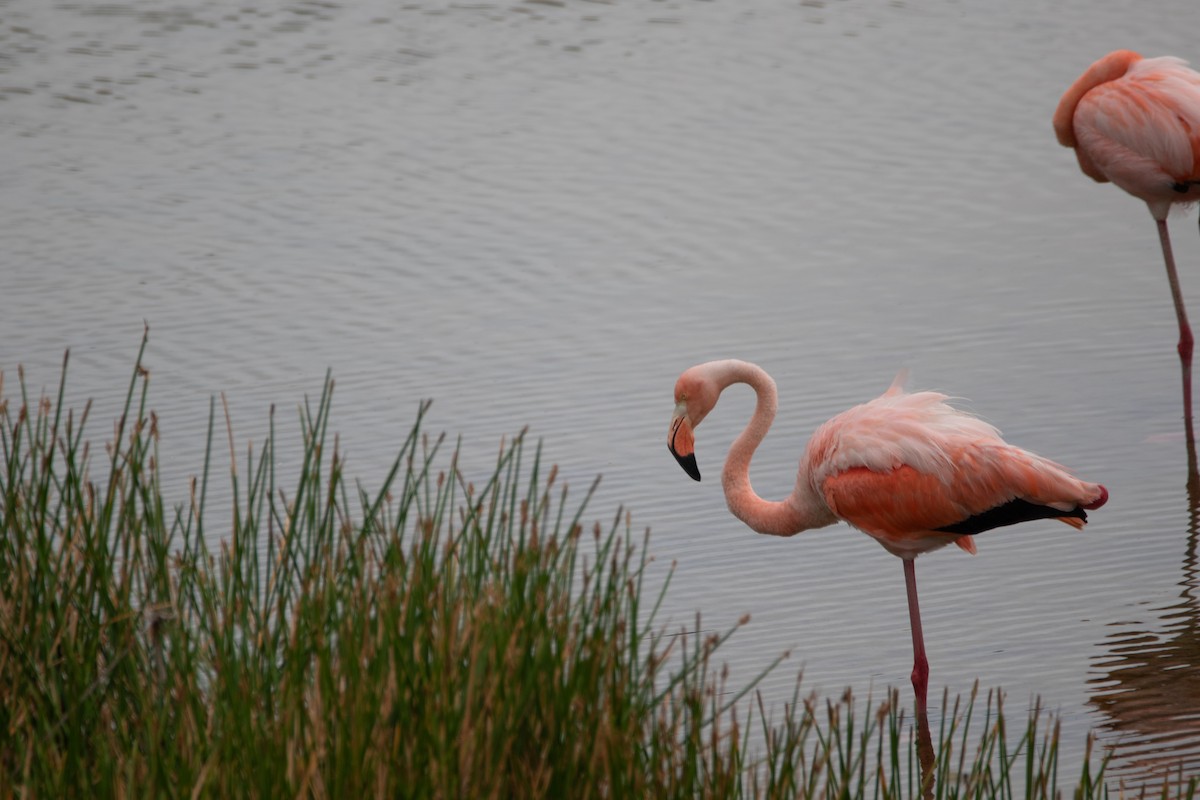 American Flamingo - ML600215321