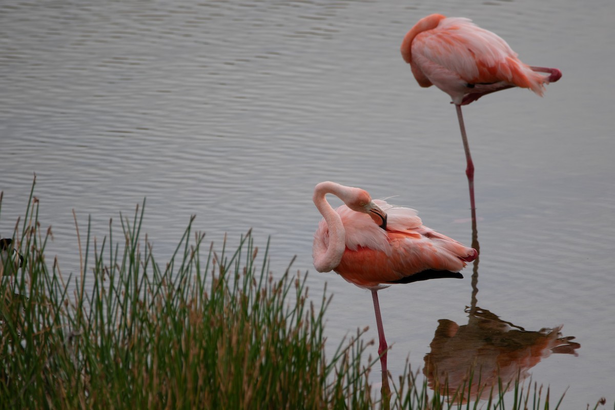 Amerika Flamingosu - ML600215341