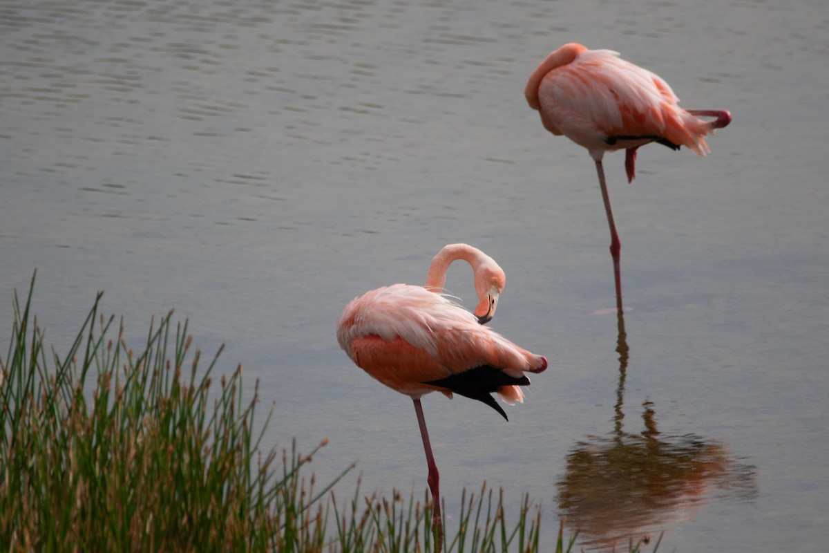 Amerika Flamingosu - ML600215351