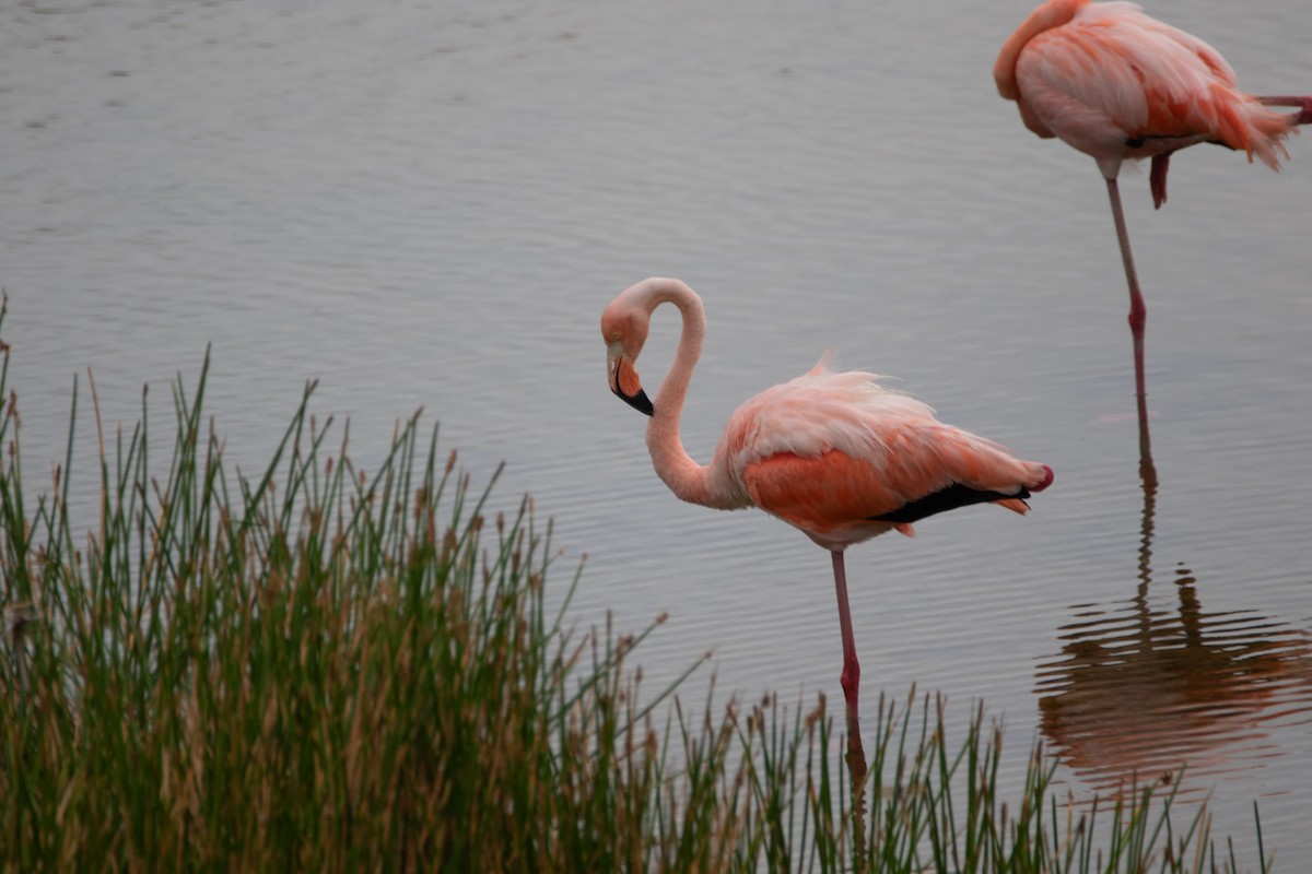 American Flamingo - ML600215361